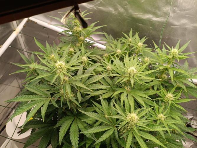 Sour scrumpy x 1. Week 6 - Day 45
