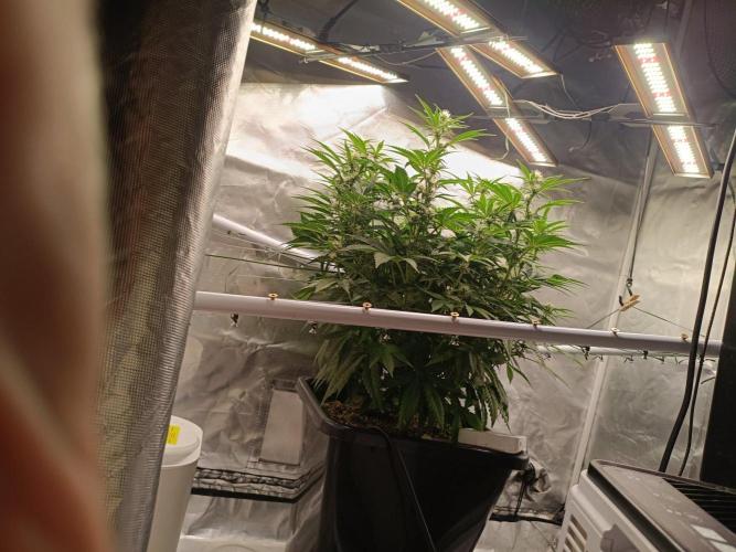 Sour scrumpy x 1. Week 6 - Day 45