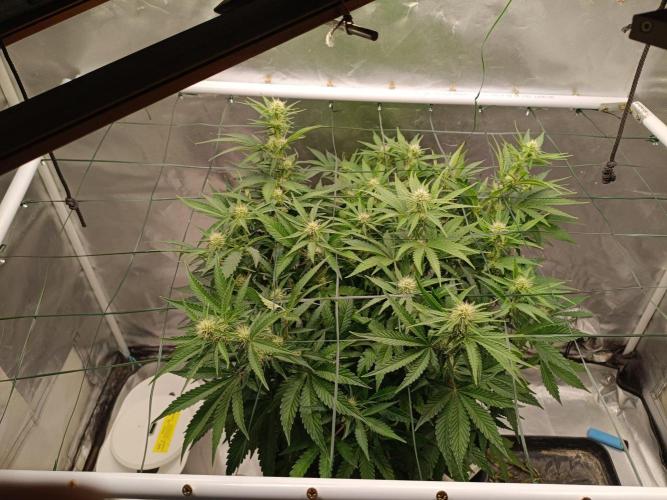 Sour scrumpy x 1. Week 6 - Day 46