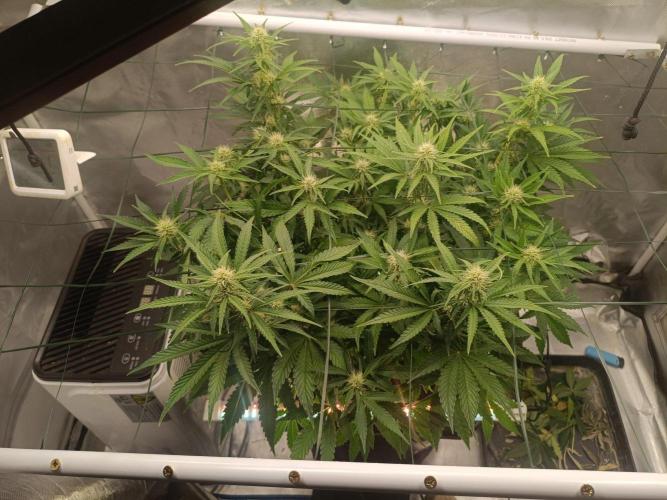 Sour scrumpy x 1. Week 6 - Day 46