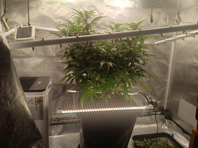 Sour scrumpy x 1. Week 6 - Day 46