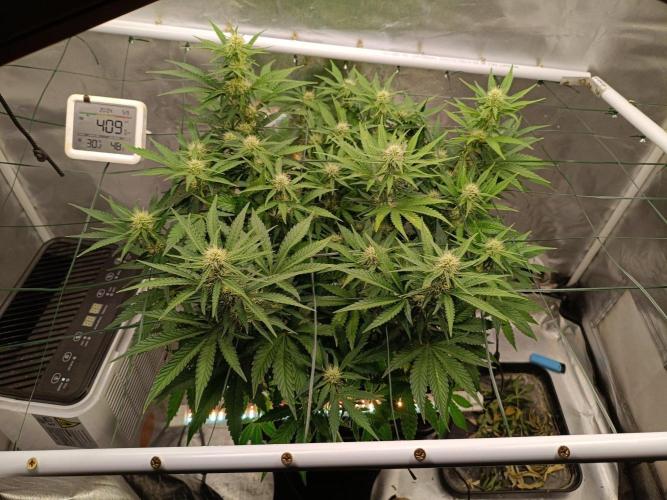 Sour scrumpy x 1. Week 6 - Day 47