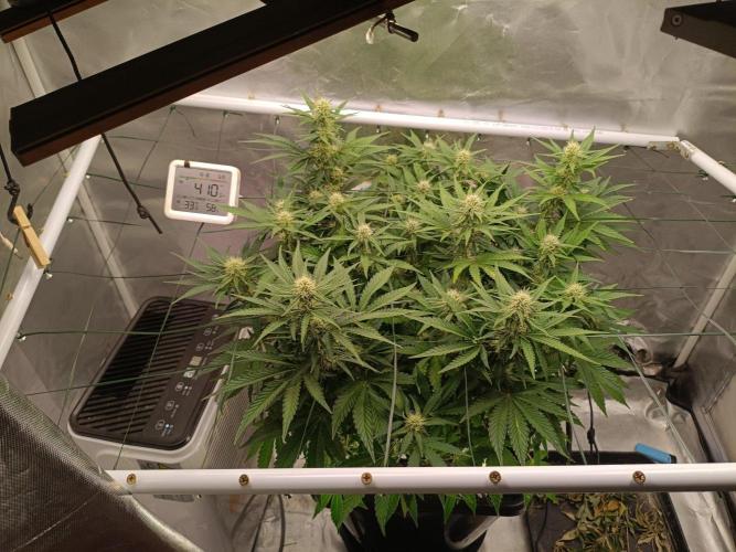 Sour scrumpy x 1. Week 6 - Day 48