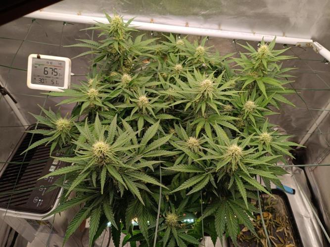 Sour scrumpy x 1. Week 6 - Day 49