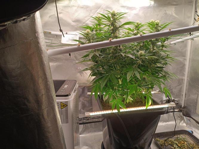 Sour scrumpy x 1. Week 6 - Day 49