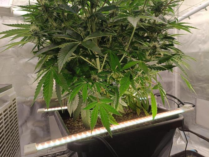 Sour scrumpy x 1. Week 6 - Day 49