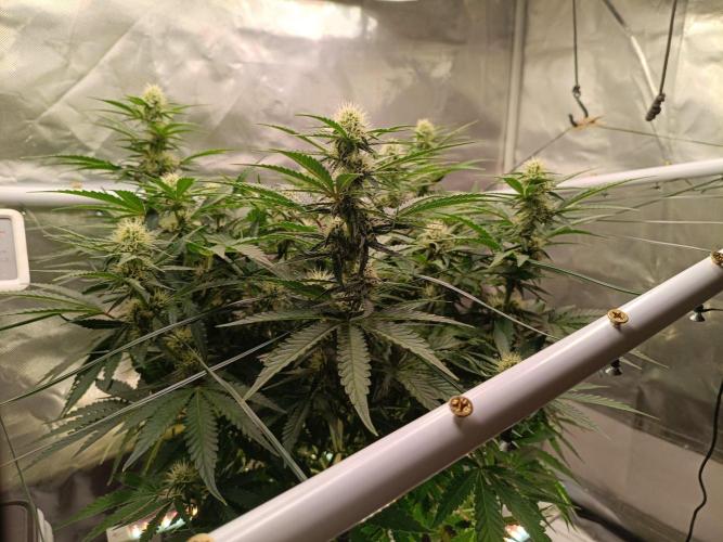 Sour Scrumpysquanch Auto. Week 6