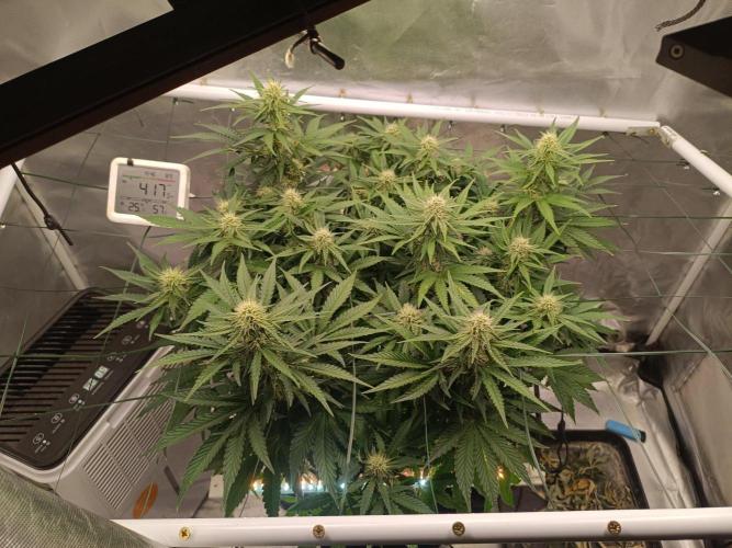 Sour scrumpy x 1. Week 7 - Day 50