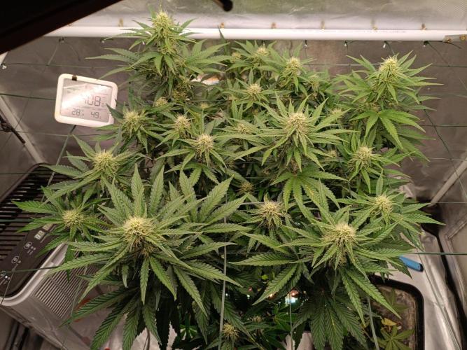 Sour scrumpy x 1. Week 7 - Day 51