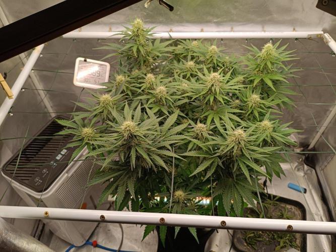 Sour scrumpy x 1. Week 7 - Day 52