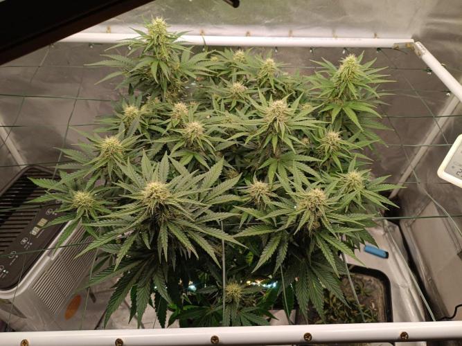 Sour scrumpy x 1. Week 7 - Day 53