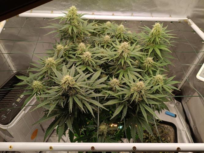 Sour scrumpy x 1. Week 7 - Day 55