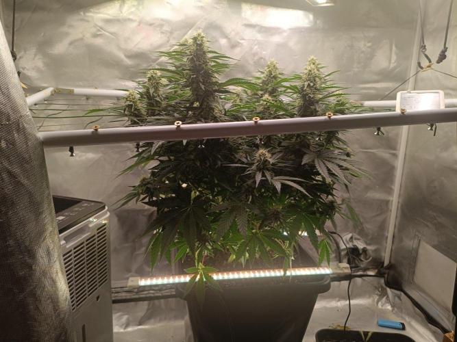 Sour scrumpy x 1. Week 7 - Day 56