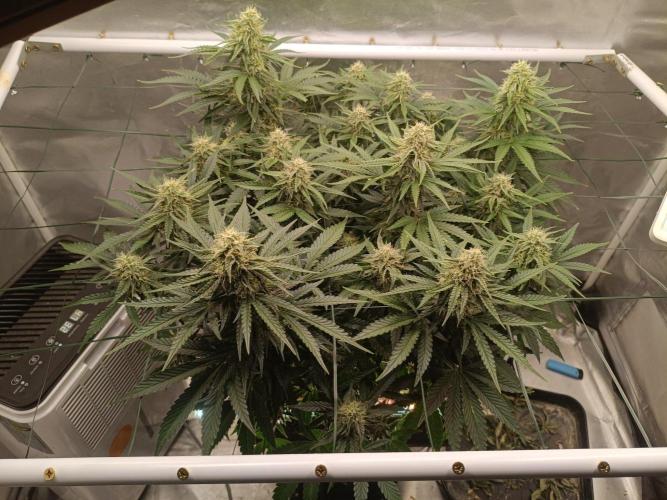 Sour scrumpy x 1. Week 7 - Day 56