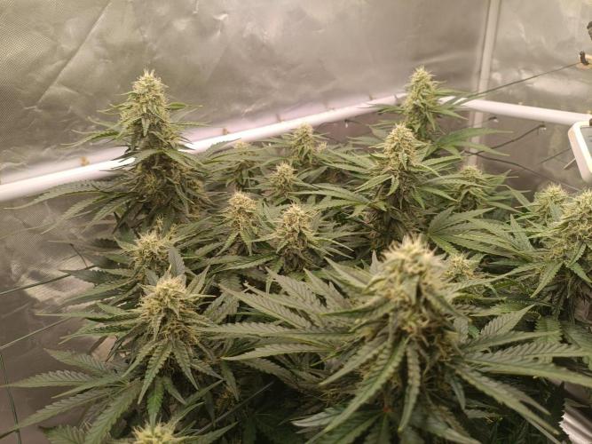 Sour scrumpy x 1. Week 7 - Day 56