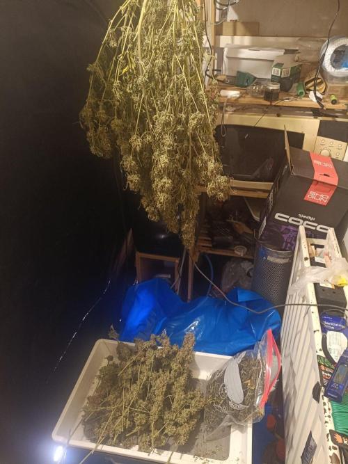 OG kush atuo x1. Week 13