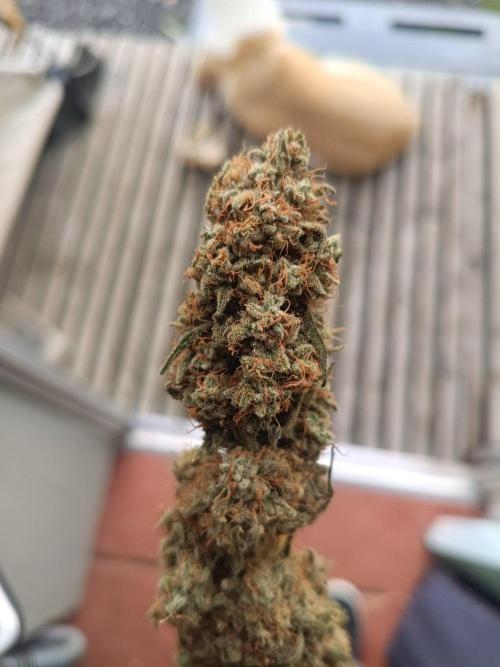 OG kush atuo x1. Week 13
