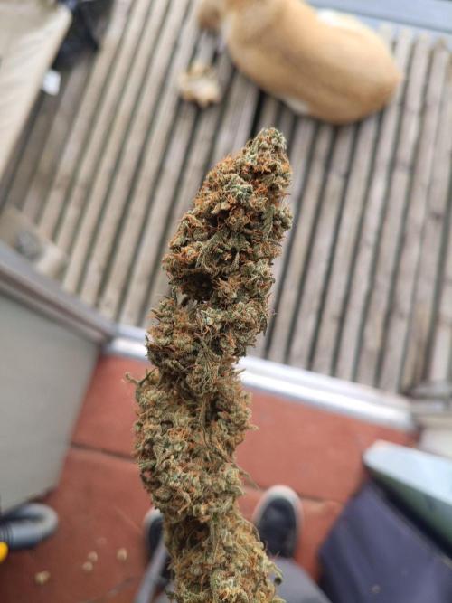 OG kush atuo x1. Week 13