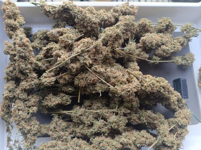 OG kush atuo x1. Week 13