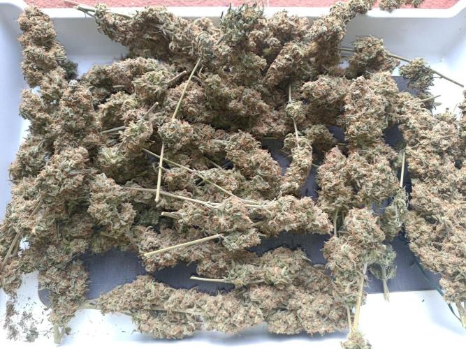 OG kush atuo x1. Week 13