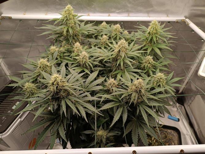 Sour scrumpy x 1. Week 8 - Day 57