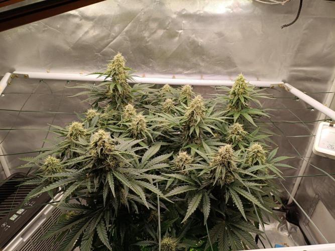 Sour scrumpy x 1. Week 8 - Day 58