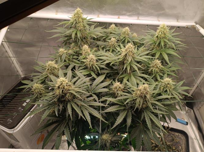 Sour scrumpy x 1. Week 8 - Day 59