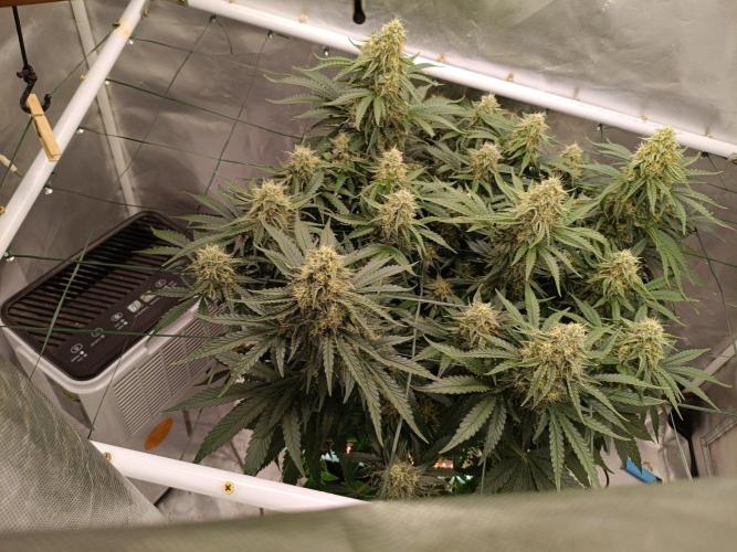Sour scrumpy x 1. Week 8 - Day 61