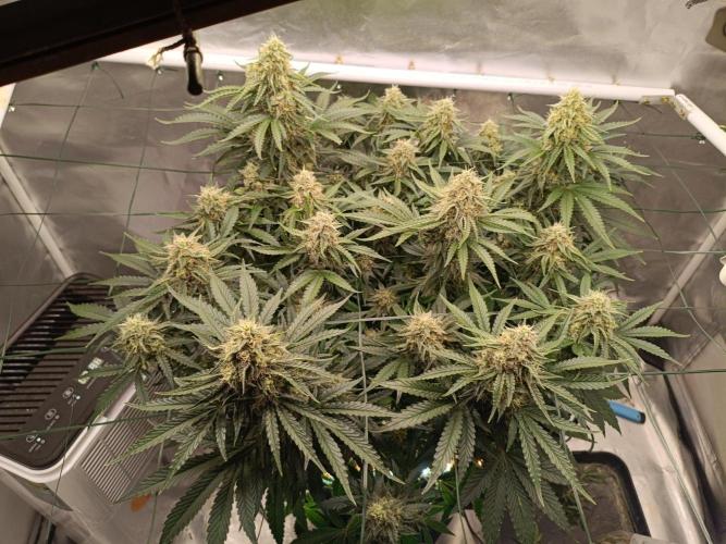 Sour scrumpy x 1. Week 8 - Day 62