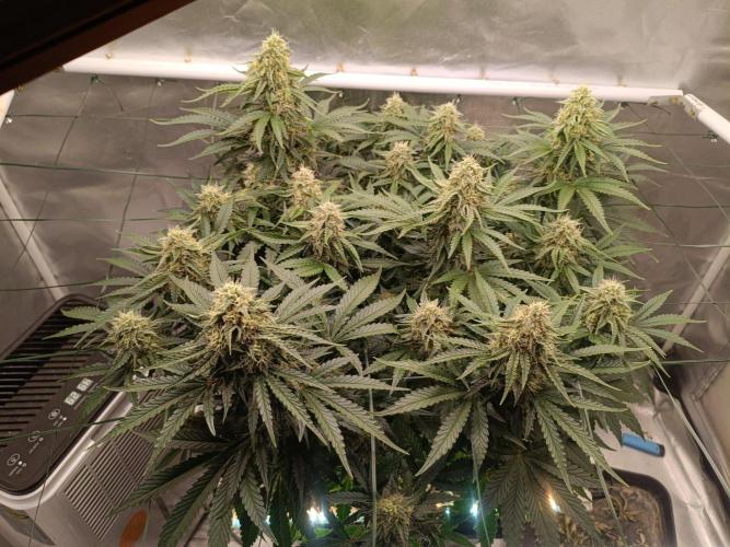 Sour scrumpy x 1. Week 8 - Day 60