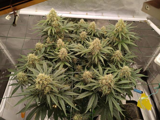Sour scrumpy x 1. Week 8 - Day 63