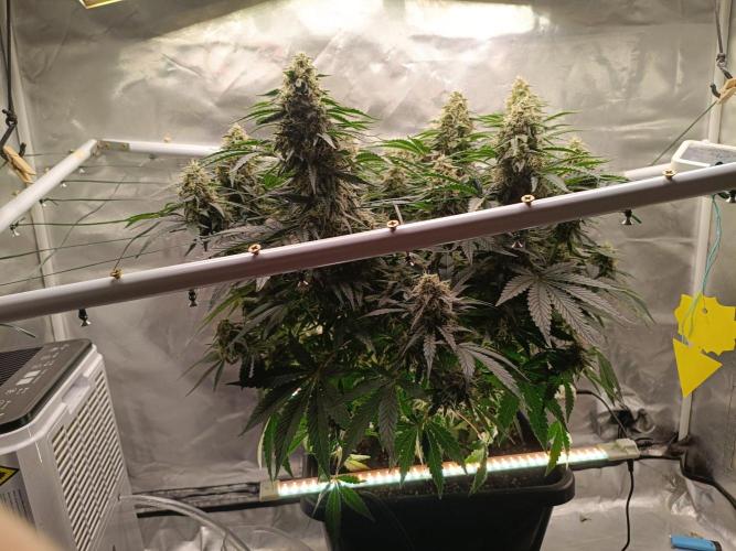 Sour scrumpy x 1. Week 8 - Day 63