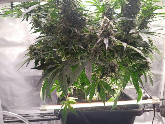 Sour Scrumpysquanch Auto. Week 8