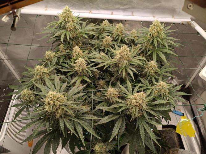 Sour scrumpy x 1. Week 9 - Day 64