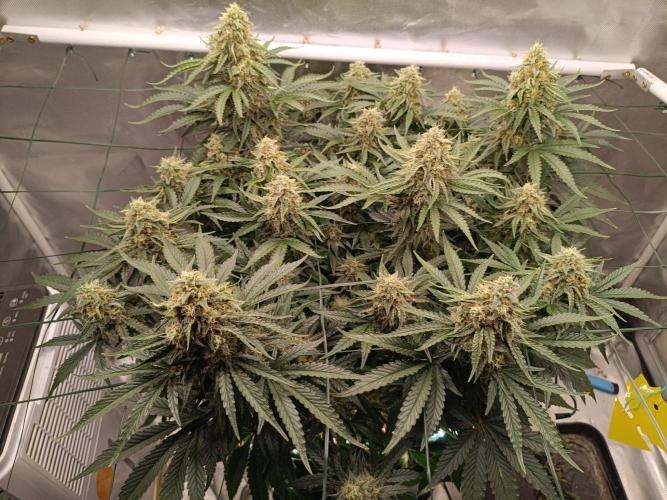 Sour scrumpy x 1. Week 9 - Day 65