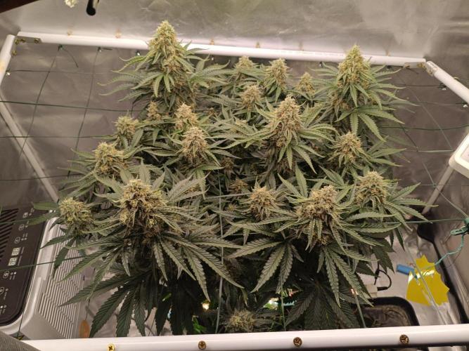 Sour scrumpy x 1. Week 9 - Day 66