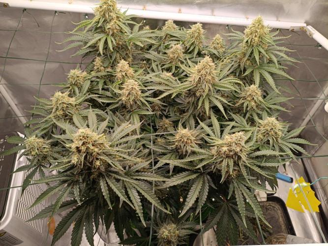 Sour scrumpy x 1. Week 9 - Day 67