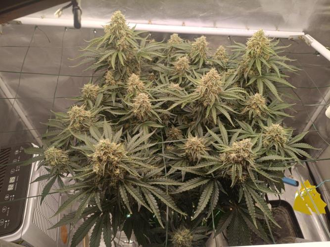 Sour scrumpy x 1. Week 9 - Day 68