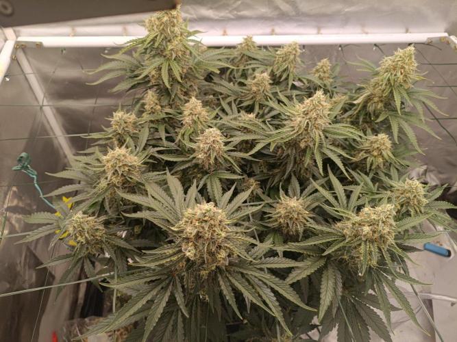 Sour scrumpy x 1. Week 9 - Day 69