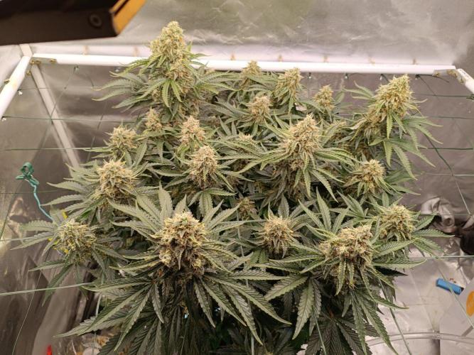 Sour scrumpy x 1. Week 9 - 7ay 70