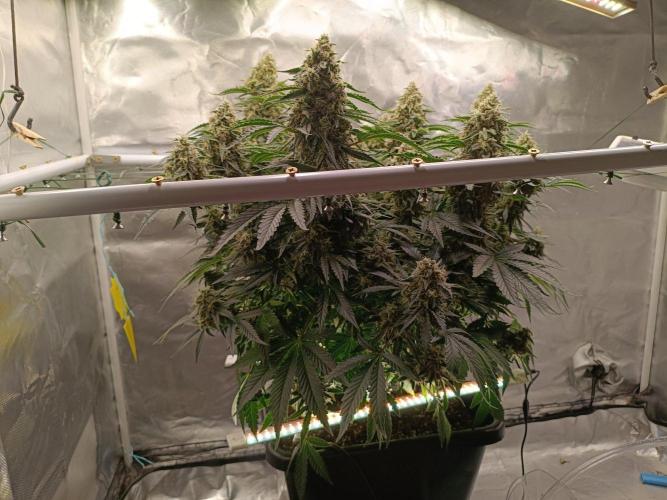 Sour scrumpy x 1. Week 9 - Day 70