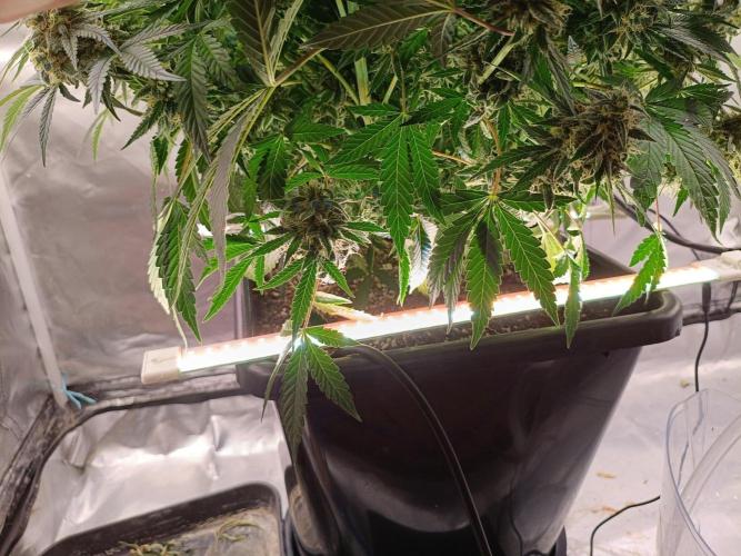 Sour scrumpy x 1. Week 9 - Day 70