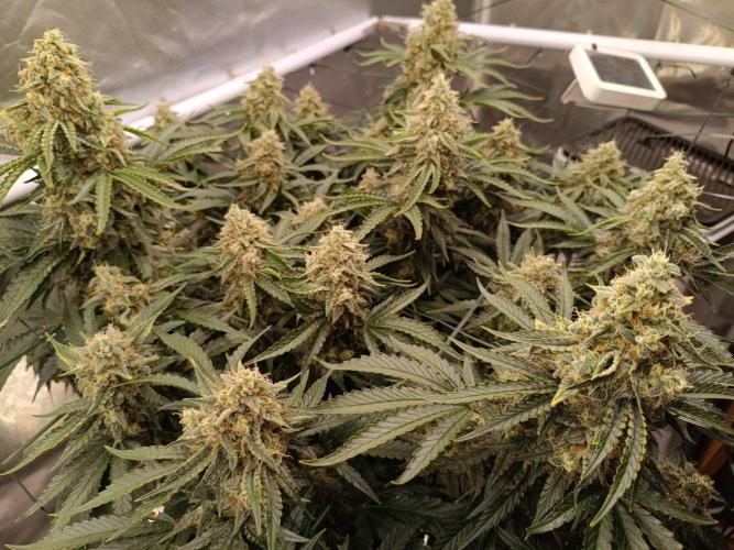 Sour scrumpy x 1. Week 9 - Day 70