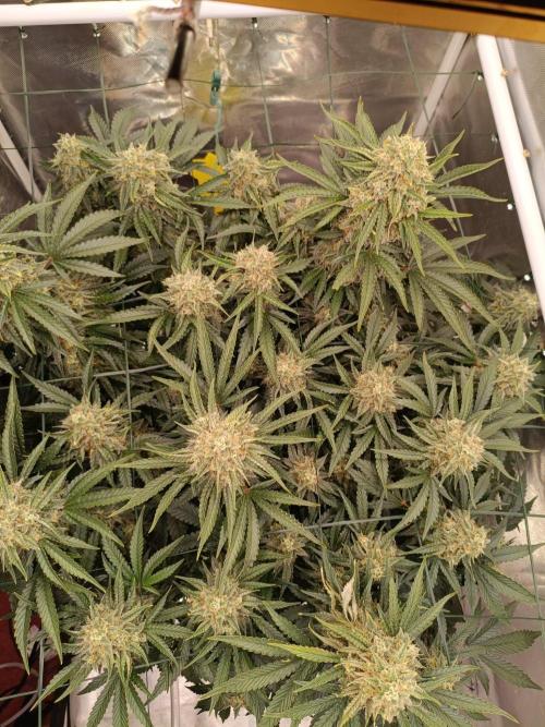 Sour scrumpy x 1. Week 9 - Day 70