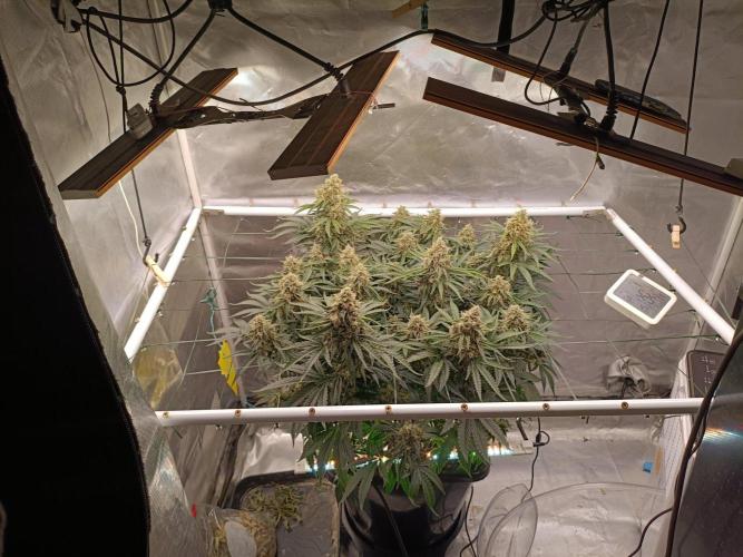 Sour scrumpy x 1. Week 9 - Day 70