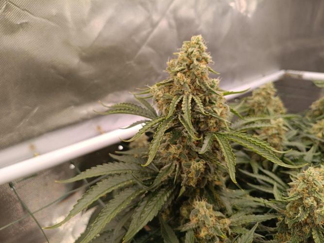 Sour scrumpy x 1. Week 9 - Day 70