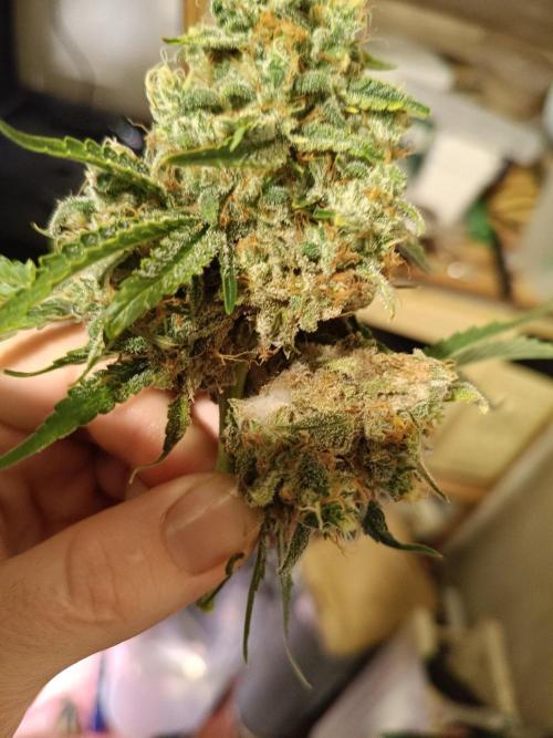 Sour scrumpy x 1. Week 10