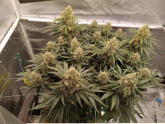 Sour scrumpy x 1. Week 10 - Day 70