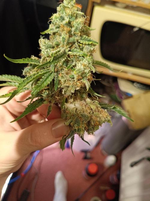 Sour scrumpy x 1. Week 10 - Day 71 