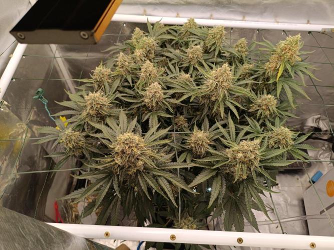 Sour scrumpy x 1. Week 10 - Day 71